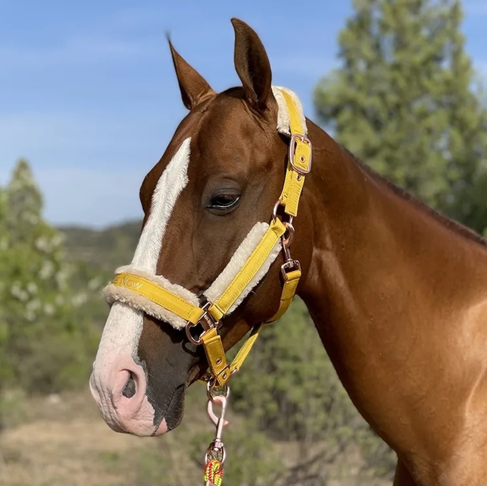 TGW RIDING Yellow Horse Halter with Sheepskin Padding